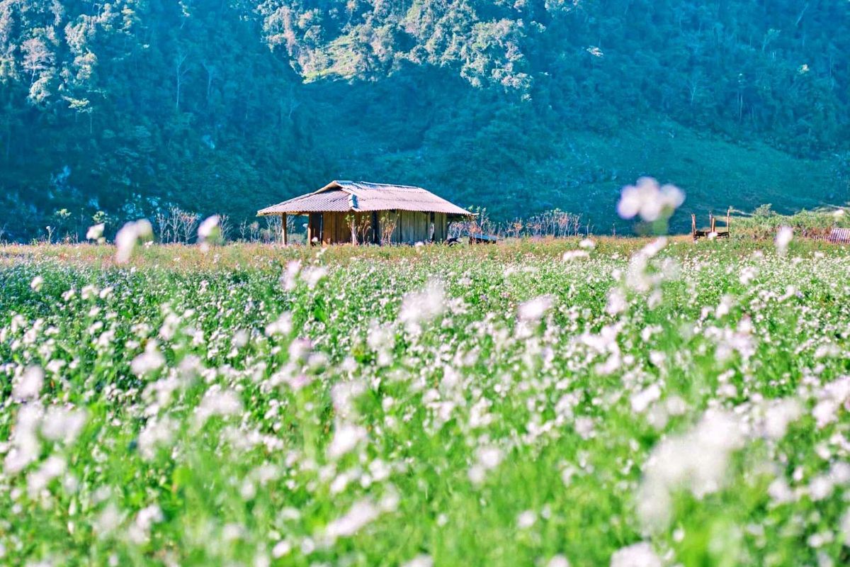 Moc Chau Travel Guide: 10 Unmissable Destinations in Vietnam’s Highland Wonderland