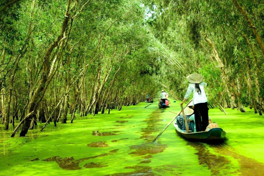 Tra Su Melaleuca Forest – A Peaceful Gem of the Mekong Delta
