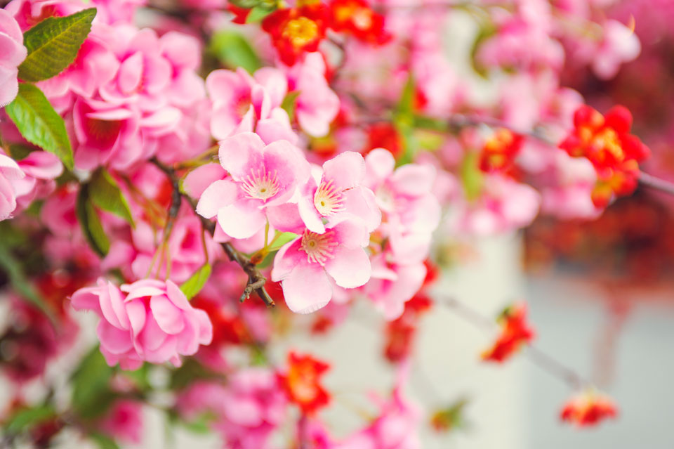 Tour Tết Hà Giang – Hành Trình Đầu Năm Dành Riêng Cho Khách Việt Kiều: Về Với Mùa Xuân Đất Mẹ