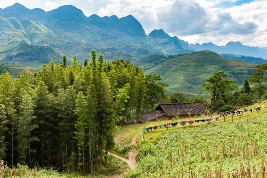 Yen Minh Pine Forest: Ha Giang’s Hidden Gem of Tranquil Pines